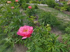 -郑州植物园