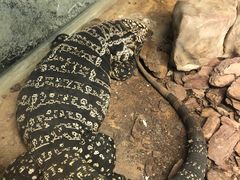 -上海大自然野生昆虫馆(东方明珠·爬宠昆虫探索中心)