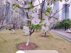 -西北湖绿化广场