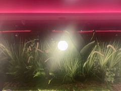 -沪小胖·小龙虾·蓝龙王(八佰伴店)