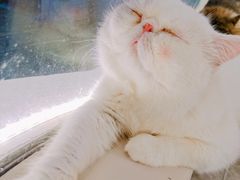 -More Fun猫咖 二十只万元加菲主题