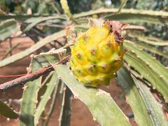 -北戴河集发农业梦想王国
