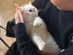 -东方名猫馆·英短金渐层布偶猫舍(环线广场1号楼店)