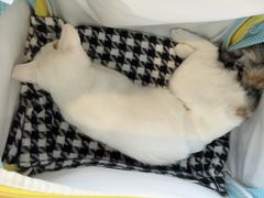 -爱侣·安琦尔宠物医院·中兽医针灸·心内科·狂犬免疫点(宝山区院)