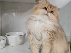 -十月米努特矮脚猫舍