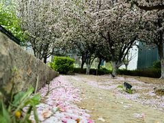 -海棠花溪(元大都城垣遗址公园)