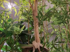 -施奈儿.洗头頭療.按摩SPA.采耳(上梅林店)