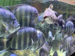 -上海海洋水族馆