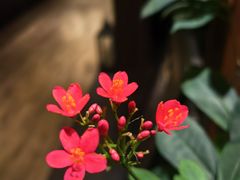-王府茶宴·创意菜(大观园总店)