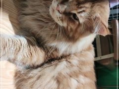 -藏猫猫咖啡主题馆(中央大道店)