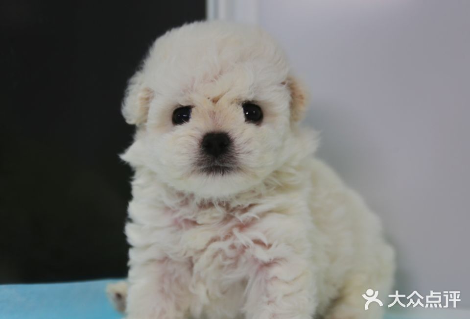 翊宠yipet猫狗购宠庄园图片