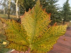 -羊亭河湿地公园