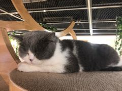 -猫和宫(六道口店)