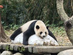 -广州长隆野生动物世界