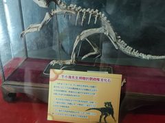 -吉林省自然博物馆