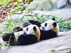 -都江堰中华大熊猫苑