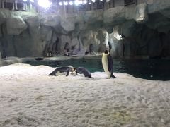 -帝企鹅自助餐厅•儿童岛•真企鹅(长隆企鹅酒店)