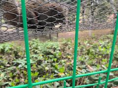 -合肥滨湖国家森林公园