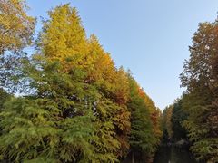 -八大山人梅湖景区