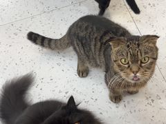 -喵园·猫主题咖啡厅·撸猫·猫咖(国贸店)