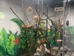 -上海大自然野生昆虫馆(东方明珠·爬宠昆虫探索中心)