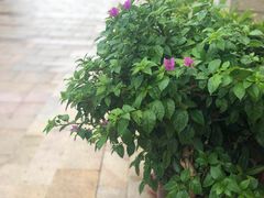 -茯菟菟fu tu tu耙牛肉(龙湖源著店)