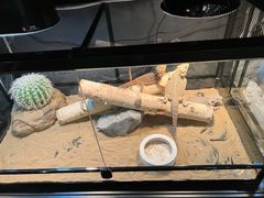 -FAIRYLAND龙族星球主题餐厅(凯丹广场店)