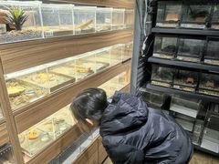 -酷以爬仙阁实体爬宠店·守宫·蜥蜴·专业繁育