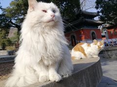 -大觉寺-停车场