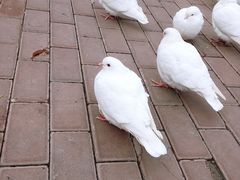 -王府井奥莱临潼小镇(临潼店)