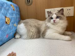 -联合动物医院(光谷诊疗中心)