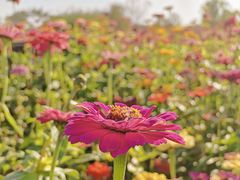 -合肥滨湖国家森林公园