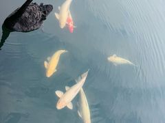 -深圳东部华侨城茵特拉根酒店