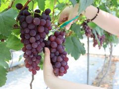 -金谷域澳洲庄园