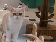 -飞行喵MR PILOT|猫舍·猫咖(静安大融城店)