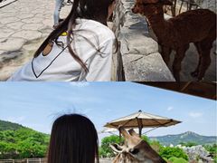 -青岛森林野生动物世界