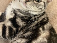 -猫和宫(六道口店)