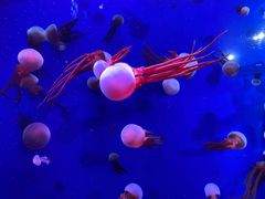 -成都浩海立方海洋公园