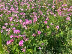 -武汉紫薇都市田园