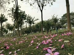 -百万葵园