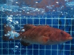-阿湾楼·温州海鲜·江浙菜(京江路店)