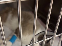 -瑞派康怡24h宠物医院·犬猫医疗中心·微创绝育(瑞景分院)