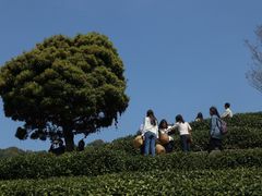 -龙井壹号·茶缘山景宴(龙井村店)