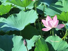 -羊亭河湿地公园