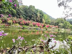 -深圳仙湖植物园