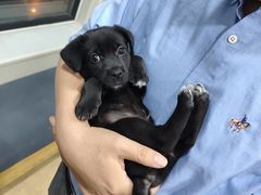 -瑞派宠物医院·犬猫全科·猫友好(宾水西道店)