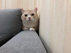 -宠爱国际动物医院· 猫科· 外科·中兽医(长白店)