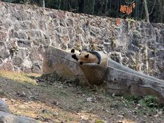 -都江堰中华大熊猫苑