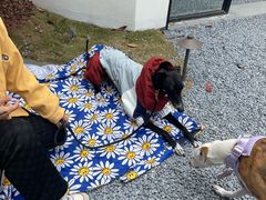 -J Create城市露营咖啡·简餐·宠物(上海动物园店)