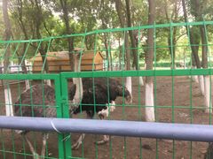 -长白岛森林公园